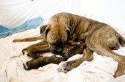 Cuanto dura el embarazo de un perro labrador