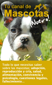 Tu canal de Mascotas