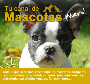 Tu canal de Mascotas