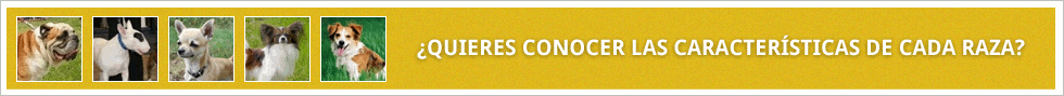 Tu canal de Mascotas