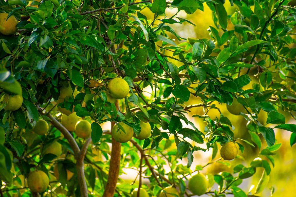 Details 48 árboles de limón