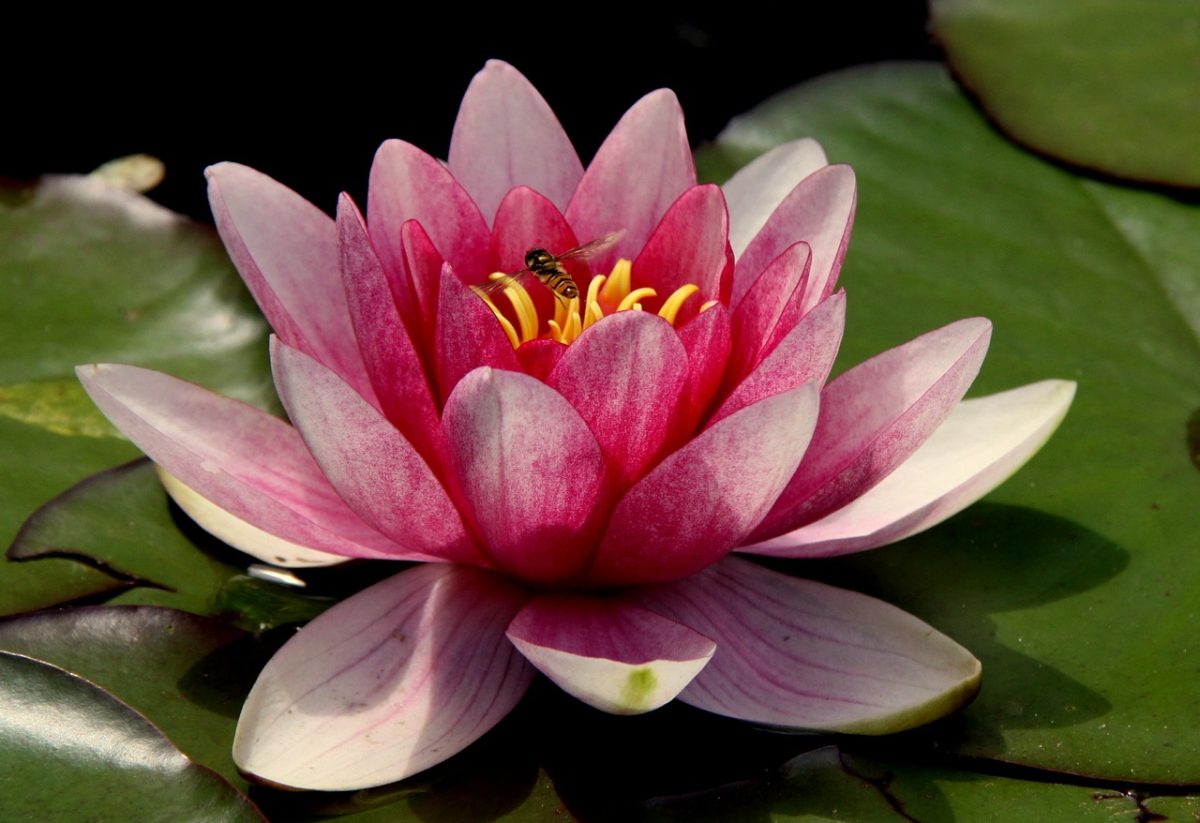 La flor de loto, una planta acuática habitual en los estanques | Consumer La flor de loto, una planta acuática habitual en los estanques | Consumer
