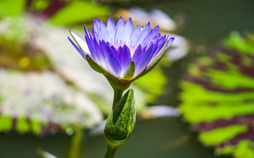 La flor de loto, una planta acuática habitual en los estanques | Consumer