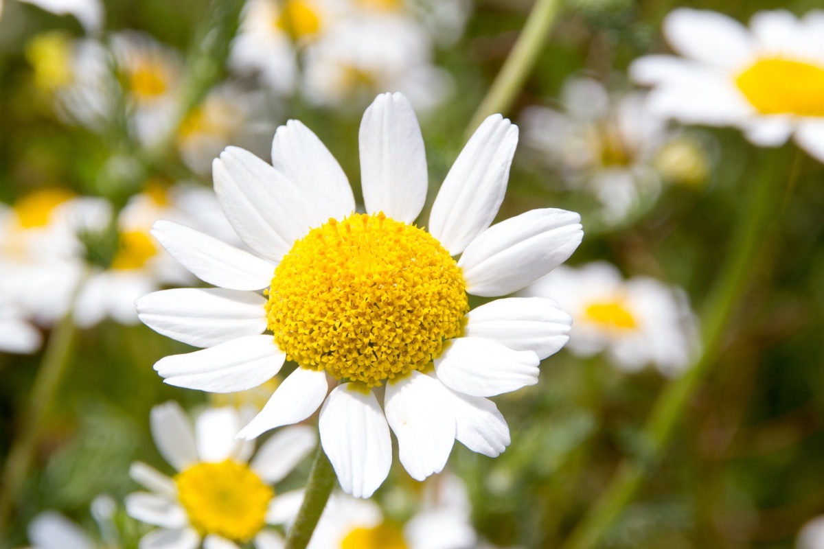 La margarita, belleza y mucho más para el jardín | Consumer La margarita, belleza y mucho más para el jardín | Consumer
