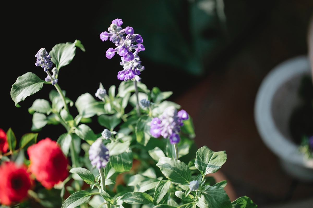 Cuidar plantas con calor