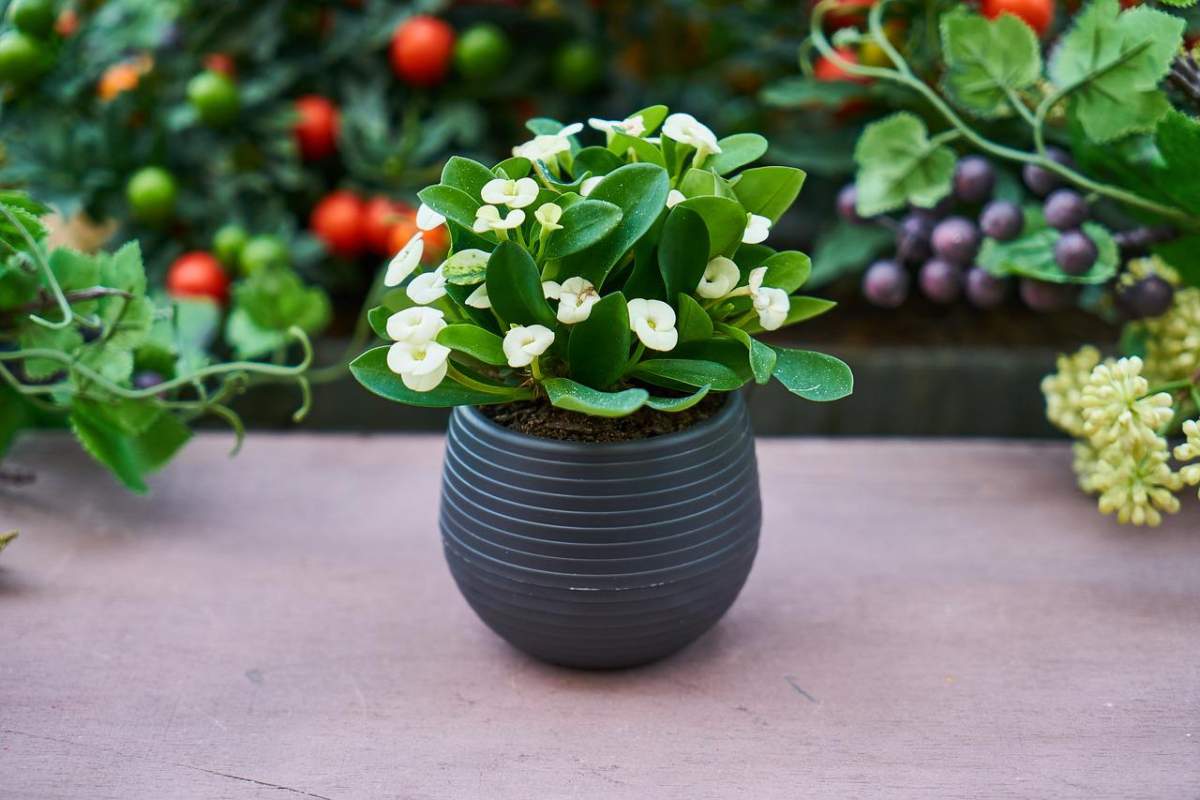 Drenaje de plantas en macetas