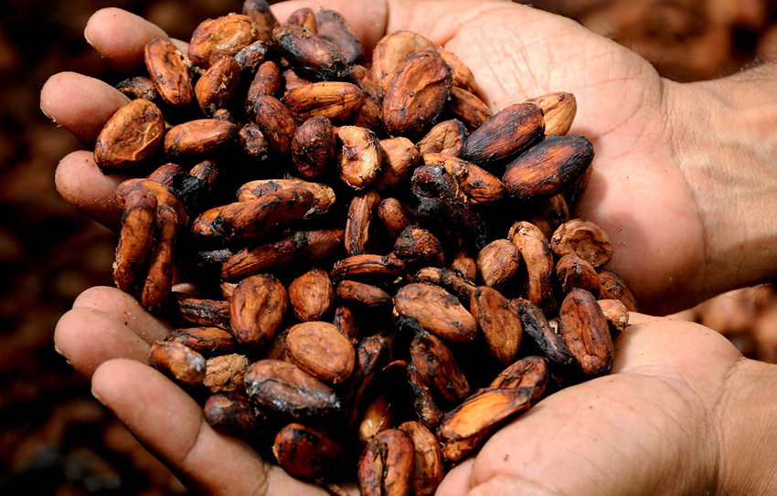 egipcio mil millones Tumor maligno Del cacao al chocolate | Consumer