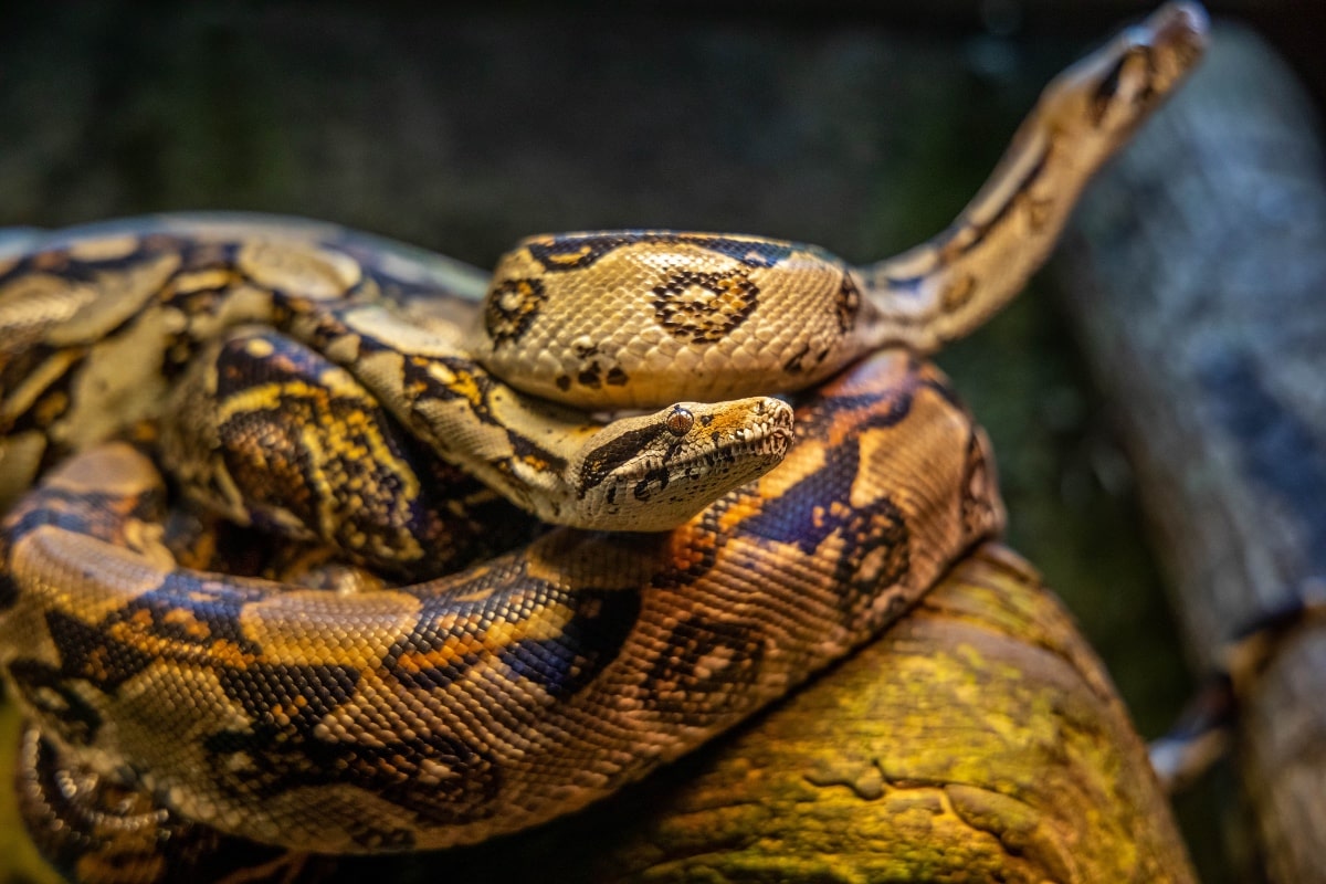 Real Python Photo Todo sobre el veneno de las serpiente| Consumer