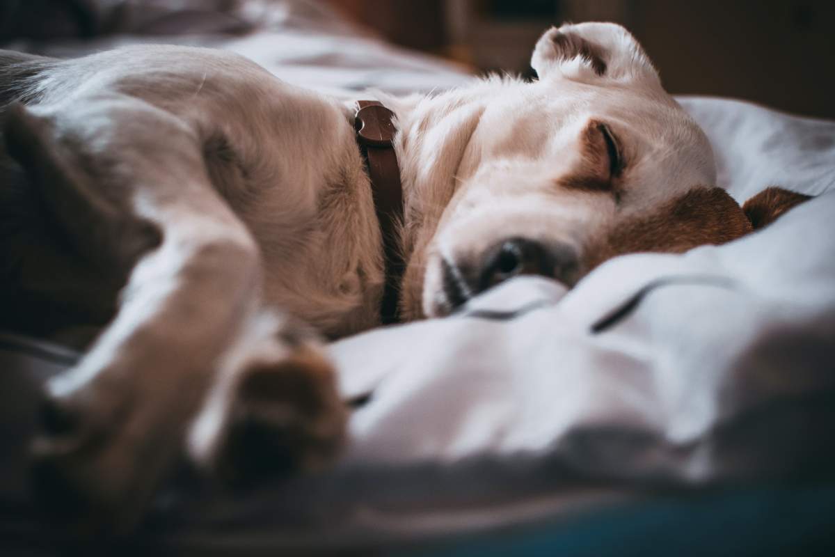 recibo Vivienda Sin sentido Cómo aplicar la eutanasia a un perro | Consumer