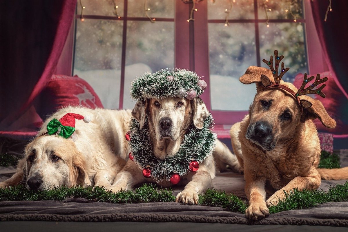 Alimentos Navidad para perros | Consumer