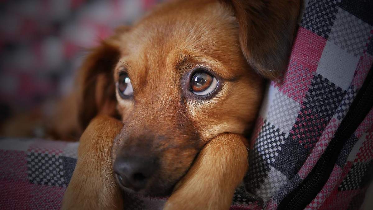 Catedral En cantidad viva 5 cuidados para una perra esterilizada | Consumer