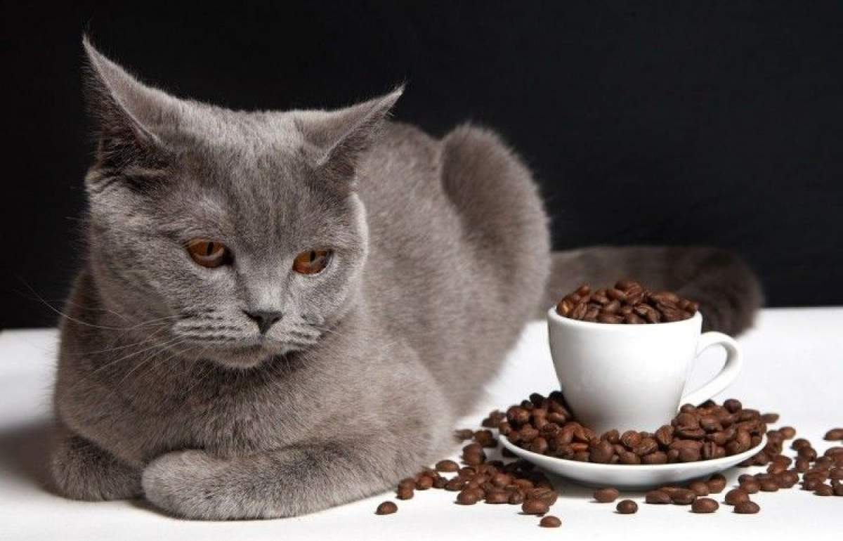 Separar Visión general Absolutamente Alimentos peligrosos para gatos | Consumer