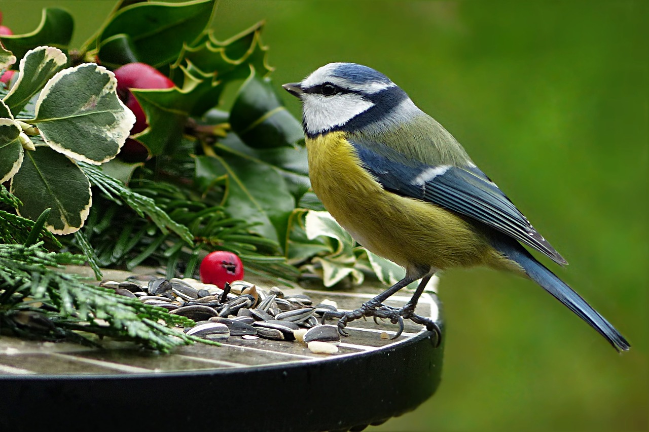 Cómo atraer a las aves a tu jardín