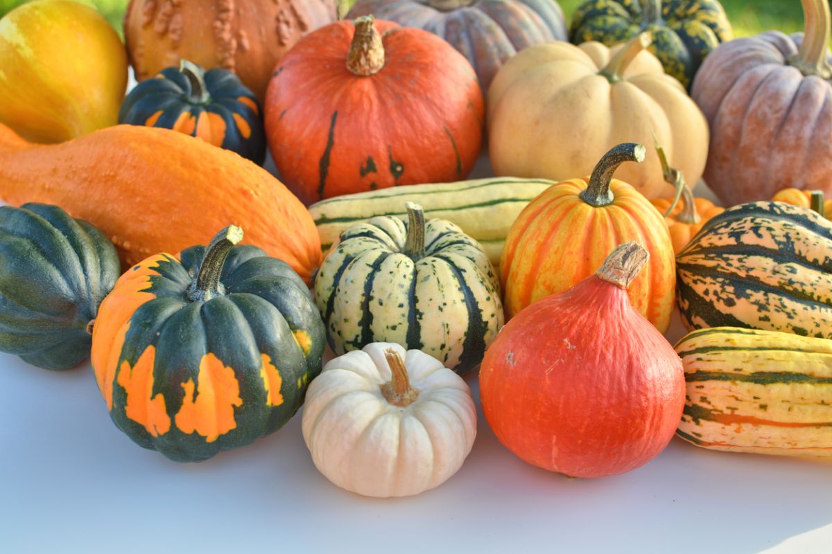 cómo cocinar distintas calabazas