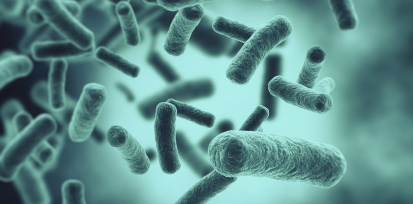 Roble gusto Hollywood Bacterias buenas, ¿en qué alimentos las encontramos? | Consumer