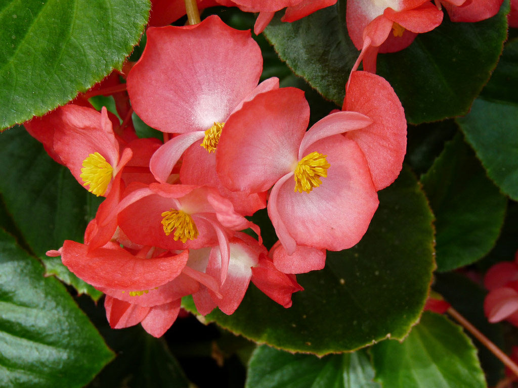 Details 200 imagen begonia tamaño