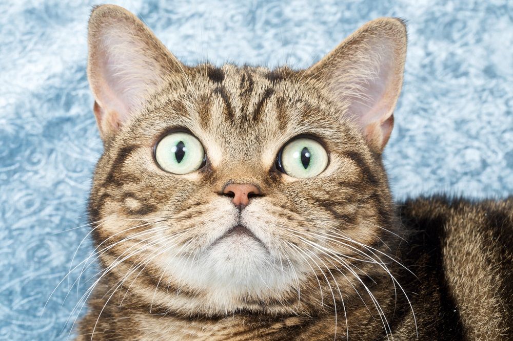 concierto azúcar Quizás 6 misterios de los bigotes del gato que necesita conocer | Consumer