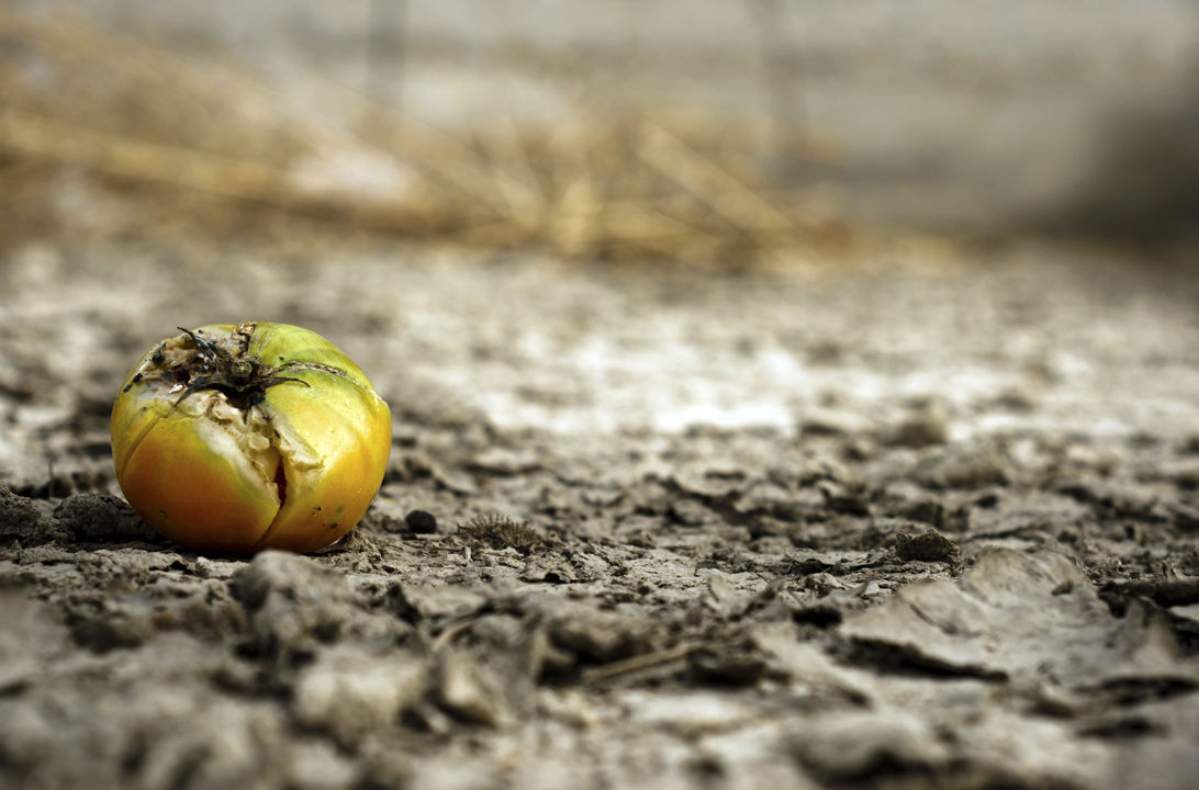 Efectos Del Cambio De Alimentación Cómo afecta el cambio climático en la seguridad alimentaria | Consumer