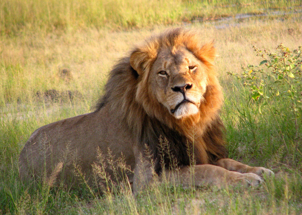 Cómo ayudar a los leones como Cecil | Consumer