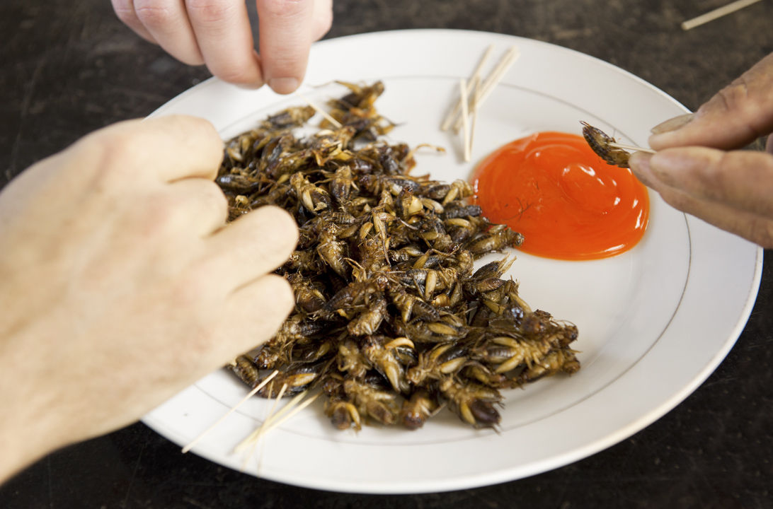 Comer insectos en la Unión Europea | Consumer