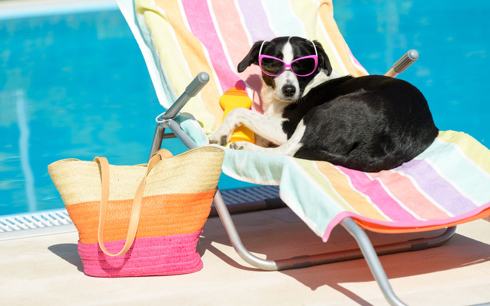 Surtido Dormitorio formar Cremas de sol para perros: 7 cosas que debes saber | Consumer