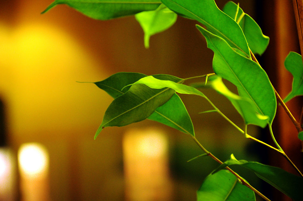 Img ficus plantas hd