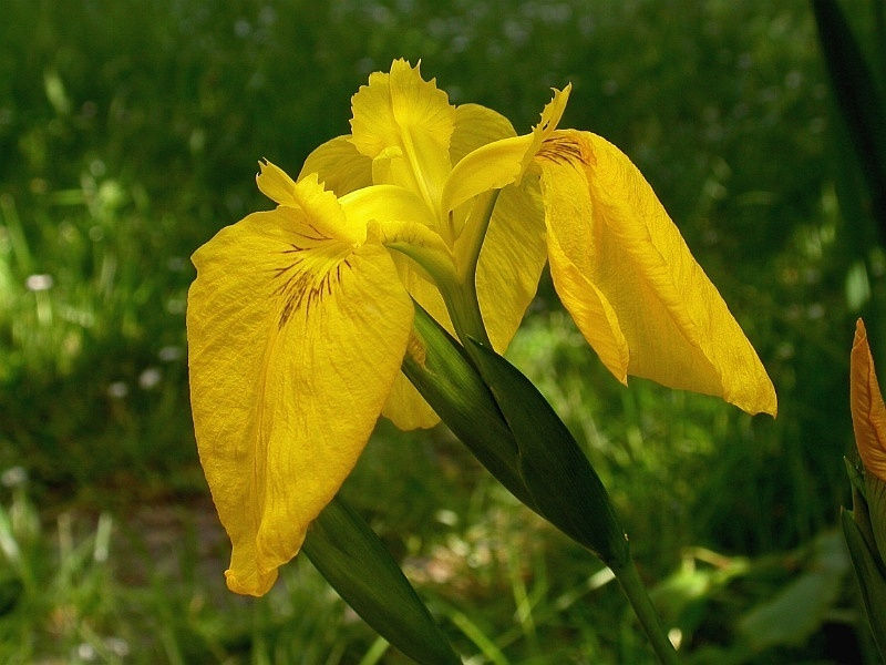 El iris, una planta con muchas variedades | Consumer