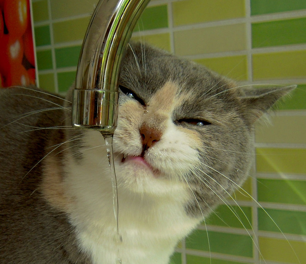 Cómo lograr que mi gato beba agua? | Consumer