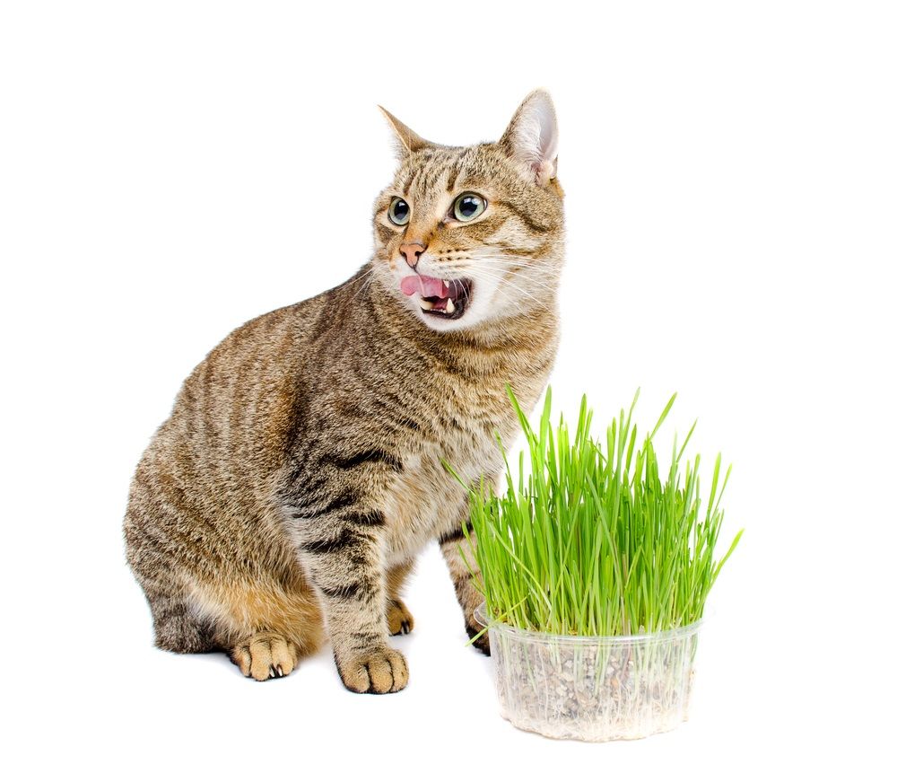 Analítico Presentador Pelearse El catnip es peligroso para los gatos? | Consumer