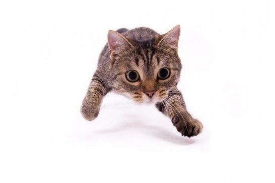 rodear Puede soportar antártico Juegos de gatos: cinco trucos muy felinos | Consumer