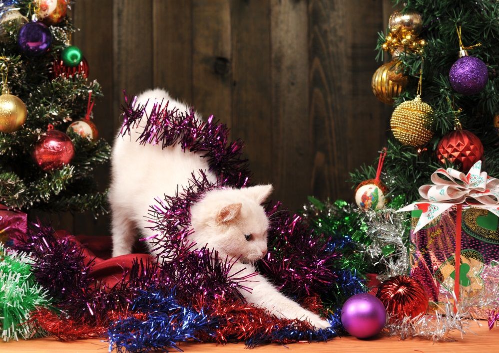 6 peligros para el gato en Navidad, ¿cómo evitarlos? Consumer