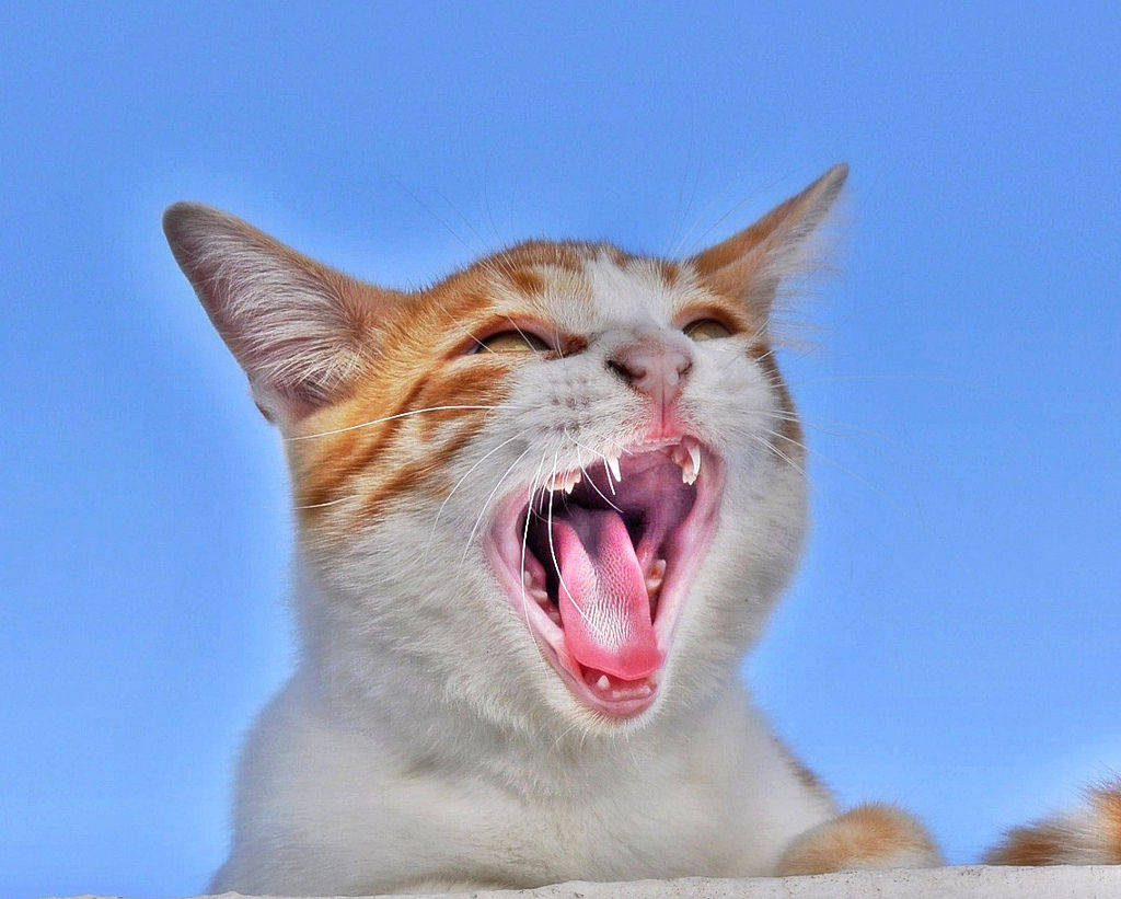 rescate cortar Terminología Mi gato ha perdido la voz, ¿qué hago? | Consumer