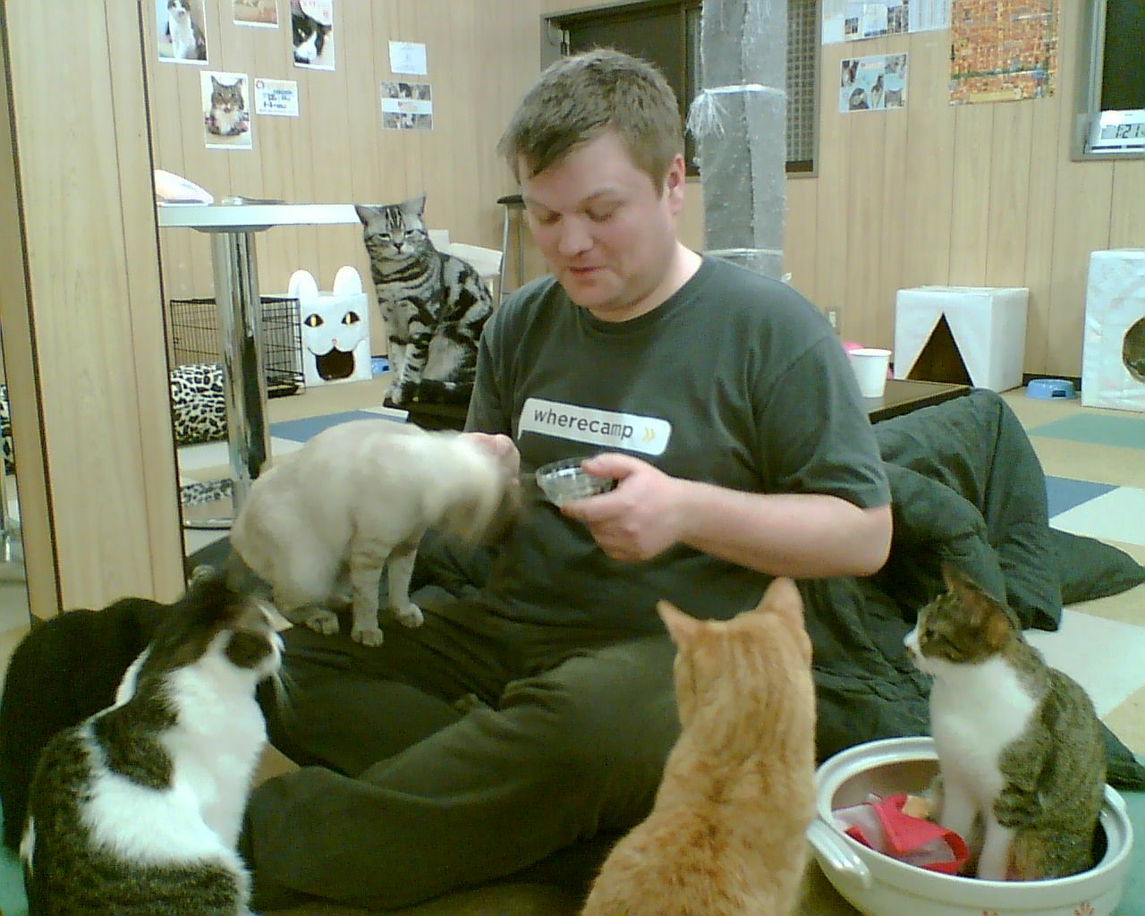cocinar una comida Dialecto capítulo Bienvenido al 'cat-café': una cafetería donde rodearse de gatos | Consumer