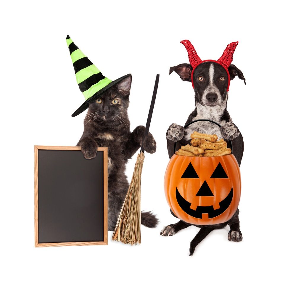veterano Restricción Deportes Un Halloween seguro para el perro en cinco pasos | Consumer