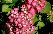 Hortensia rosa