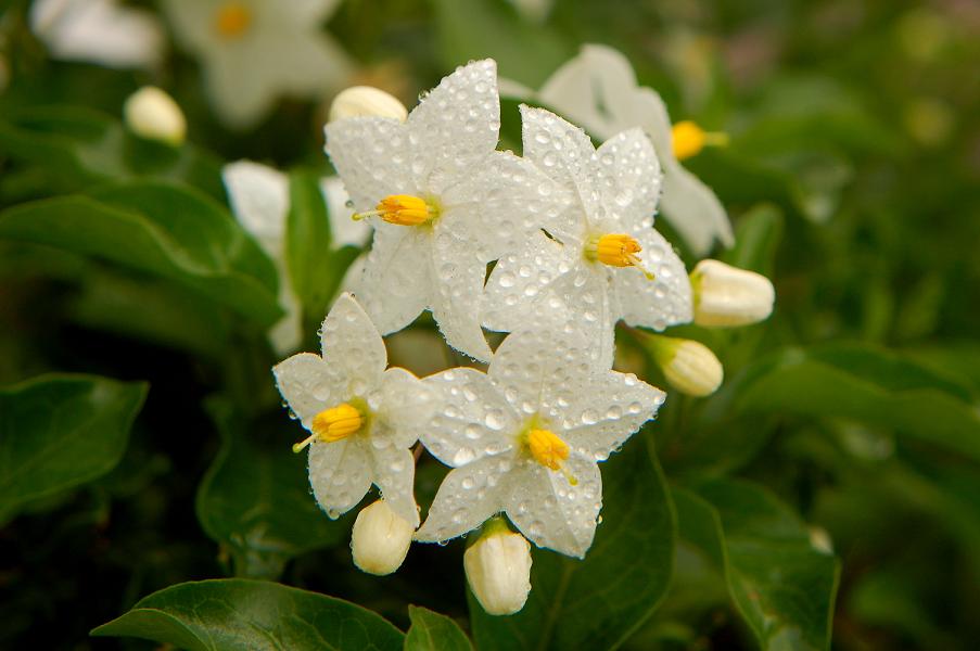 El jazmín, una planta de floración estival | Consumer