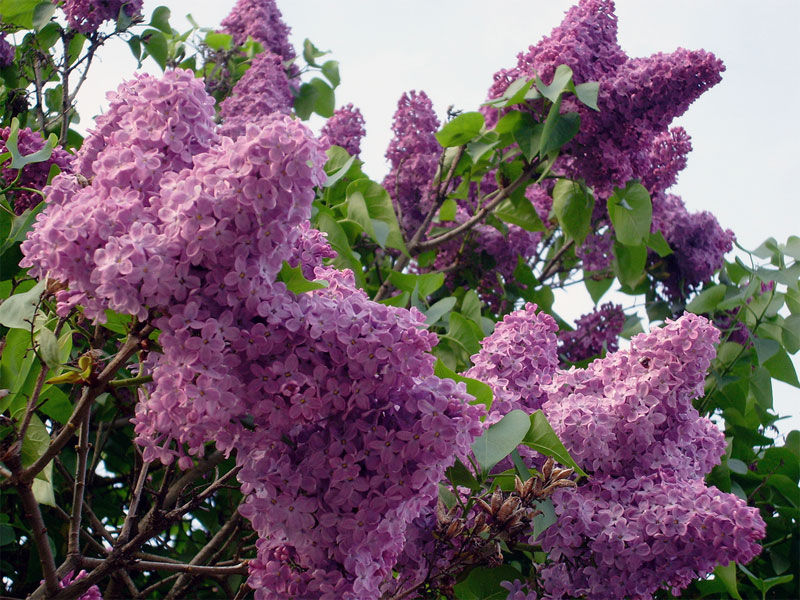 La lila, un arbusto procedente de Persia | Consumer