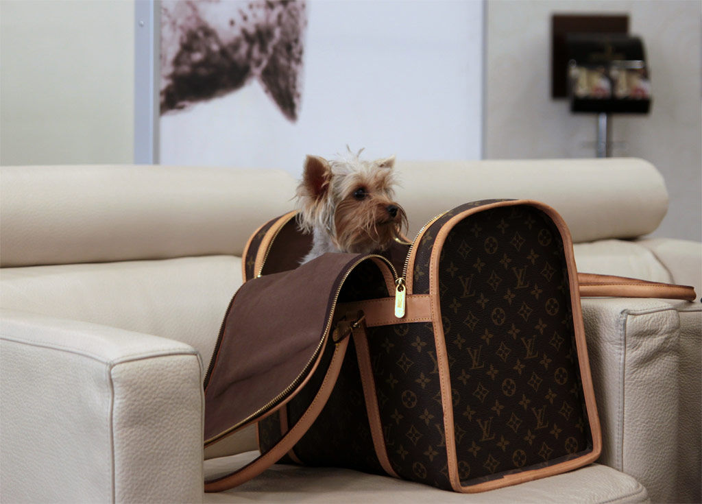 Viajar en avión con animales: cuatro claves para tener un feliz vuelo |  Consumer