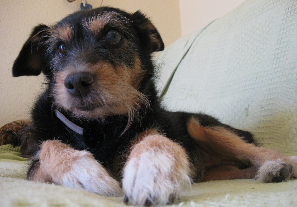 Img perros alimentos alimentar adoptar adoptados canes delgados no quiere comer mascotas animales