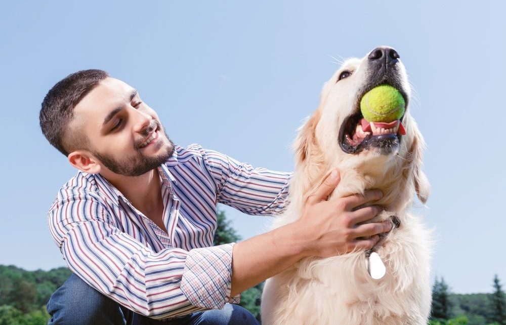 Img perros aprender dar juguete