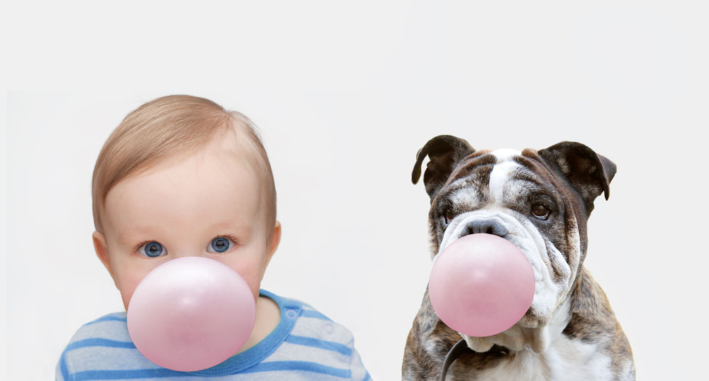 el centro comercial posibilidad gesto Los perros pueden envenenarse con caramelos y chicles sin azúcar? | Consumer