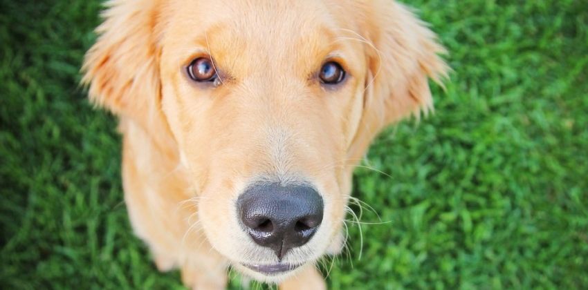 Por qué los perros comen hierba y después vomitan? | Consumer