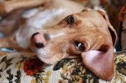 Trascender Hacer recursos humanos Mi perro tiene diarrea, ¿qué hago? | Consumer
