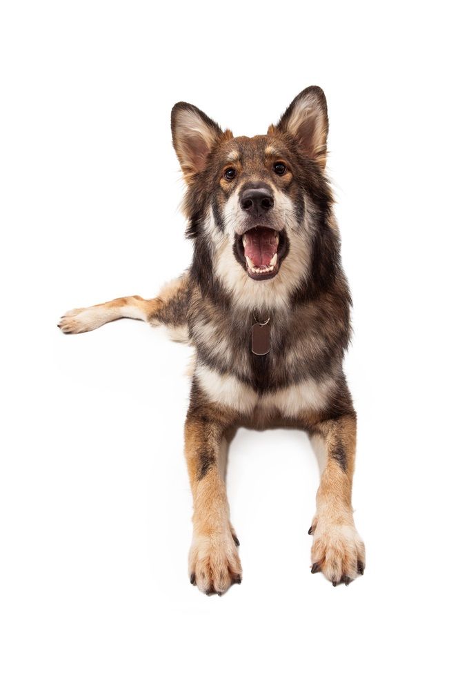 voluntario pub perturbación Qué nos dicen los perros cuando ladran? | Consumer