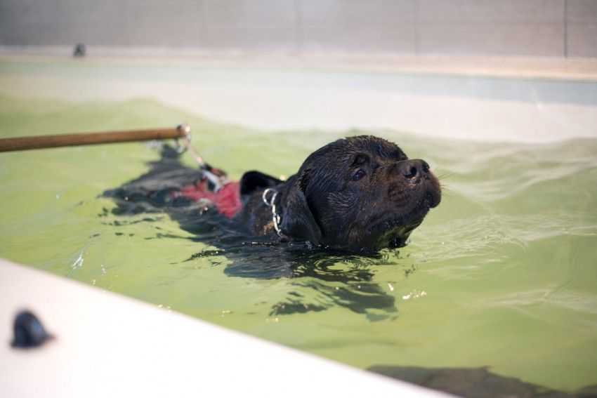 Img perros hidroterapia fisioterapia agua gatos portada