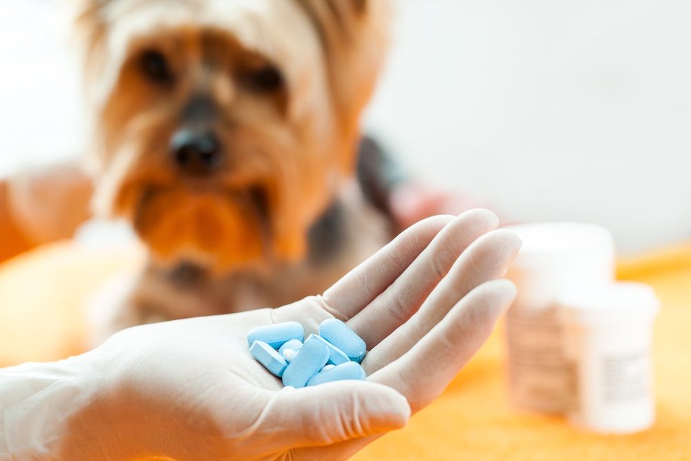 darle ibuprofeno a perro? | Consumer