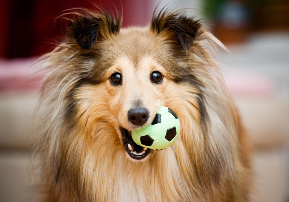 simultáneo Inevitable Una efectiva Por qué los perros adoran unos juguetes e ignoran otros? | Consumer