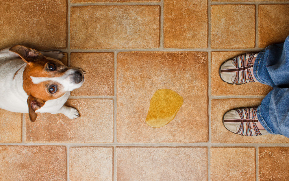 6 trucos para que el perro no sus necesidades en casa | Consumer