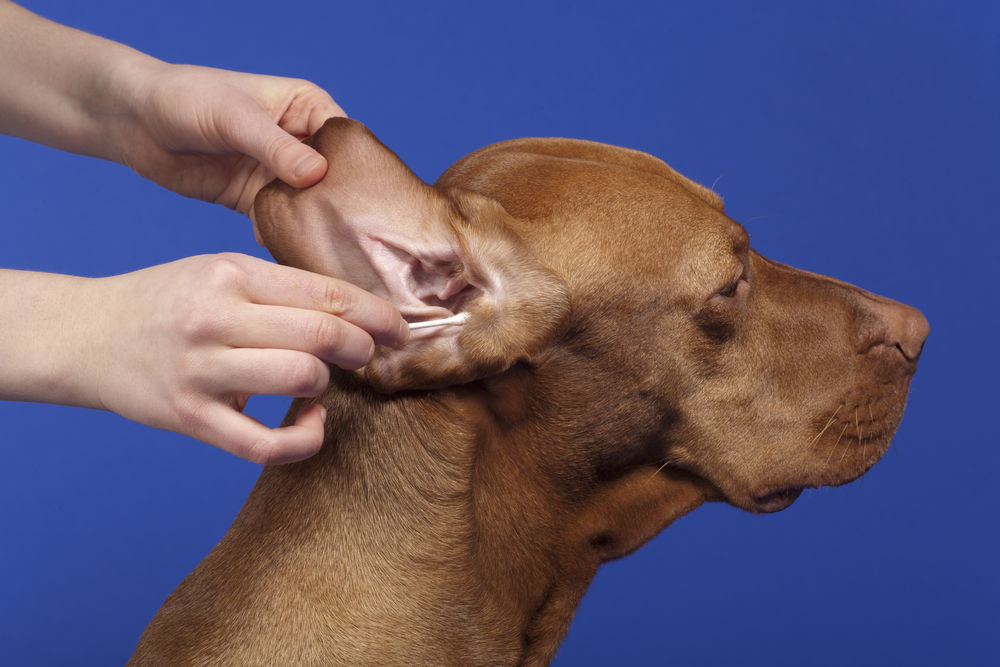 Cómo limpiar los oídos a un perro? | Consumer