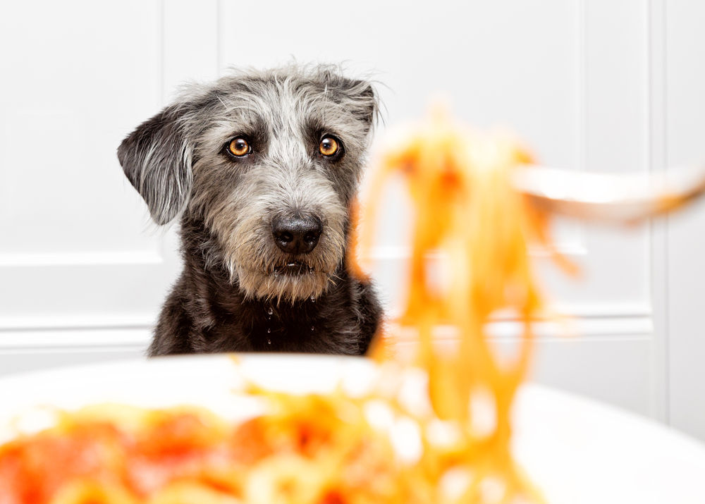 6 comidas humanas que tu perro puede comer | Consumer